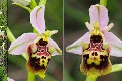 Orchidacees-Ophrys-druentica-Ophrys-de-la-Durance-T1