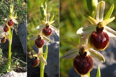 Orchidacees-Ophrys-exaltata-Ophrys-eleve-T1