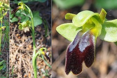 Orchidacees-Ophrys-lupercalis-Ophrys-sombre-T1