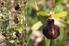 Orchidacees-Ophrys-passionis-Ophrys-de-la-Passion-T1