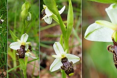 Orchidacees-Ophrys-philippi-Ophrys-du-Gapeau-ou-de-Philippe-T1