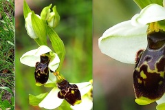 Orchidacees-Ophrys-meunes-Ophrys-de-Meounes-T1