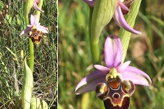 Orchidacees-Ophrys-picta-Ophrys-peint-T1