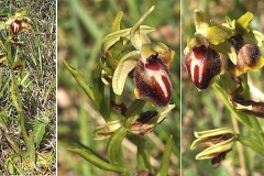 Orchidacees-Ophrys-provincialis-Ophrys-de-Provence-T1