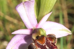 Orchidacees-Ophrys-pseudoscolopax-Ophrys-fausse-becasse-T1