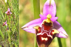 Orchidacees-Ophrys-vetula-Ophrys-vieux