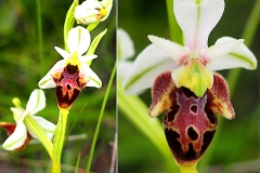 Orchidacees-Ophrys-scolopax-Ophrys-becasse-var.-blanche-T1