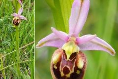 Orchidacees-Ophrys-druentica-Ophrys-de-la-Durance-T1