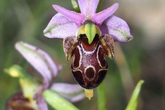 Orchidacees-Ophrys-vetula-Ophrys-vieux