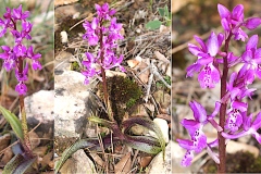 Orchidacees-Orchis-mascula-ou-olbiensis-subsp.-speciosa-Orchis-male-T1