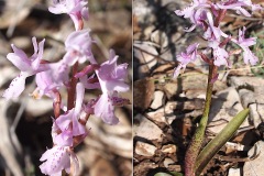 Orchidacees-Orchis-olbiensis-Orchis-dHyeres-T1