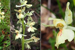 Orchidacees-Orchis-provincialis-Orchis-de-Provence-T1