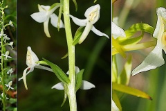 0106-Orchidacees-Platanthera-bifolia-Orchis-a-deux-feuilles-T1