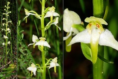 0107-Orchidacees-Platanthera-chlorantha-Platanthere-a-fleurs-verdatres-T1