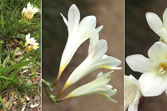 Freesia-blanc