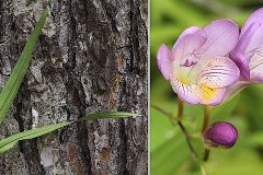 Freesia mauve