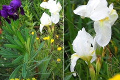 Iris-blanc