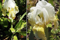 Iris-nain-blanc