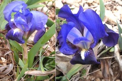 Iris-nain-bleu