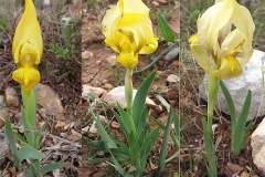 Iris-nain-jaune