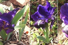 Iris-nain-violet