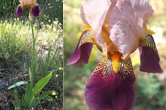 Iris-Nene-Cultivar-hybride-par-F.-Cayeux-1923-devenu-sauvage