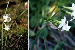 Narcisse-douteuse