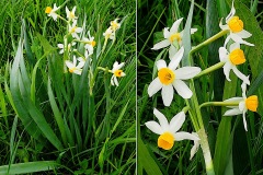 Narcisse-a-bouquets