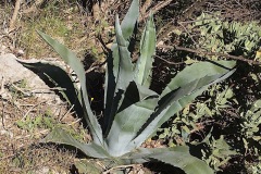 Agave-dAmerique