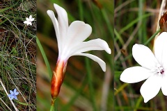 Aphyllante-de-Montpellier-albinos