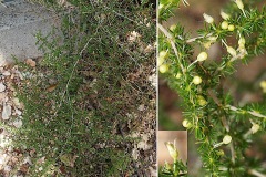 Asperge-a-feuilles-aigues