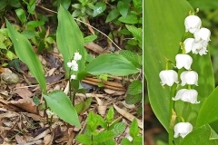 Muguet