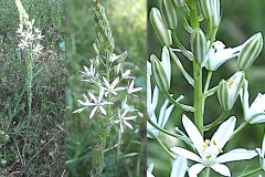 0165-Asparagacees-Loncomelos-narbonensis-Ornithogale-de-Narbonne-T2