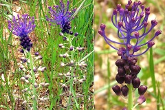 0167-Asparagacees-Muscari-comosum-Muscari-a-toupet-T2