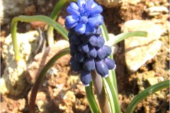 0168-Asparagacees-Muscari-neglectum-Muscari-a-grappe-T2