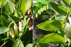 0170-Asparagacees-Polygonatum-odoratum-Sceau-de-Salomon-T2