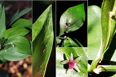 0172-Aspagacees-Ruscus-hypophyllum-Herbe-aux-langues-T2