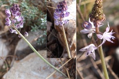 0173-Asparagacees-Scilla-autumnalis-Scille-dautomne-T2