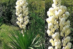 0174-Asparagacees-Yucca-gloriosa-Yucca-T2