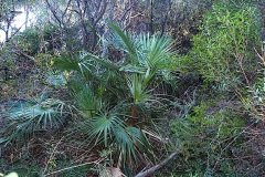 0175-Arecacees-Chamaerops-humilis-Palmier-nain-T2