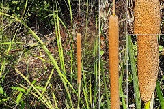 0177-Typhacees-Typha-domingensis-Massette-australe-T2