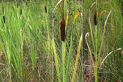 0178-Tyfacees-Typha-latifolia-Massette-a-larges-feuilles-T2