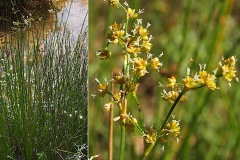 0180-Juncacees-Juncus-alpinoarticulatus-subsp.-fuscoater-Jonc-des-Alpes-fuscoater-T2