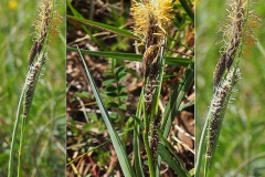 0187-Cyperacees-Carex-acutiformis-Fausse-laiche-aigue-T2