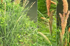 0188-Cyperacees-Carex-elata-Laiche-elevee-T2