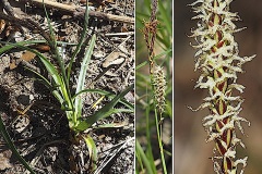 0189-Cyperacees-Carex-flacca-subsp.-erythrostachys-Laiche-glauque-a-epi-rouge-T2