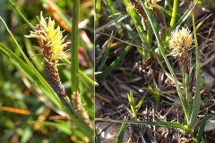 0190-Cyperacees-Carex-flacca-subsp.-flacca-Laiche-glauque-T2