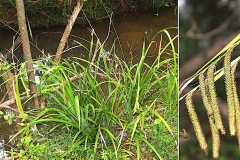 0192-Cyperacees-Carex-pendula-Laiche-a-epis-pendants-T2