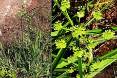 0199-Cyperacees-Cyperus-eragrostis-Souchet-robuste-T2