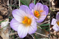 Crocus-bigarre